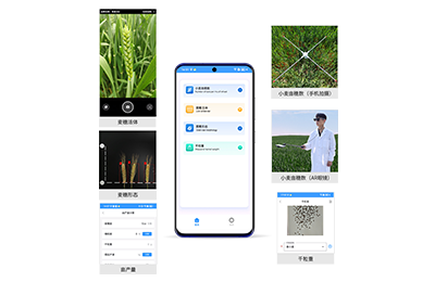 宁波市小麦亩穗数分析仪IN-XM02