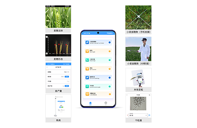 宁波市小麦表型测量仪IN-XM05